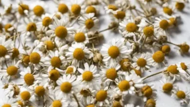 Chamomile Tea: A Calming Cup or a Hidden Hazard? Unmasking Potential Side Effects