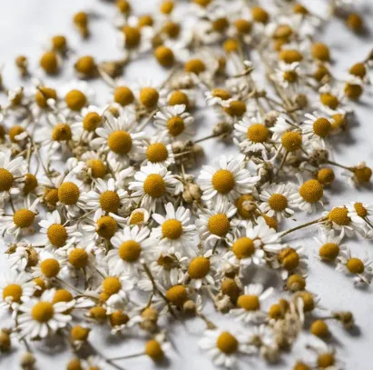 Chamomile Tea: A Calming Cup or a Hidden Hazard? Unmasking Potential Side Effects